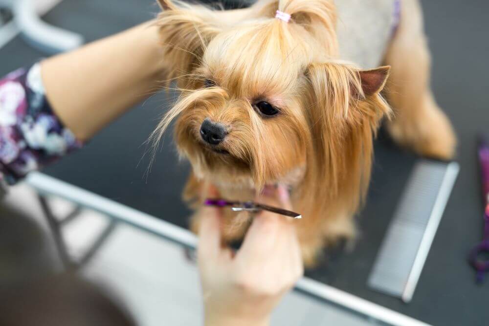 strzyżenie yorkshire terrier