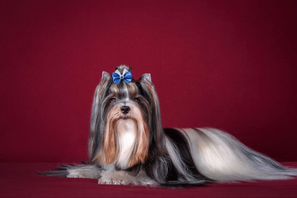 wystawowy yorkshire terrier - fryzury