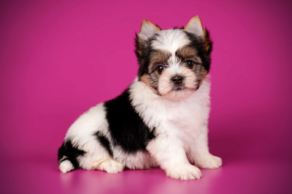 york biewer - pół yorkshire terrier i pół maltańczyk