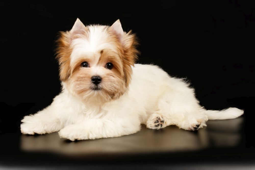 Was Kostet Ein Biewer Yorkshire Terrier Yorkshire terrier biewer - charakterystyka | Klub Teriera