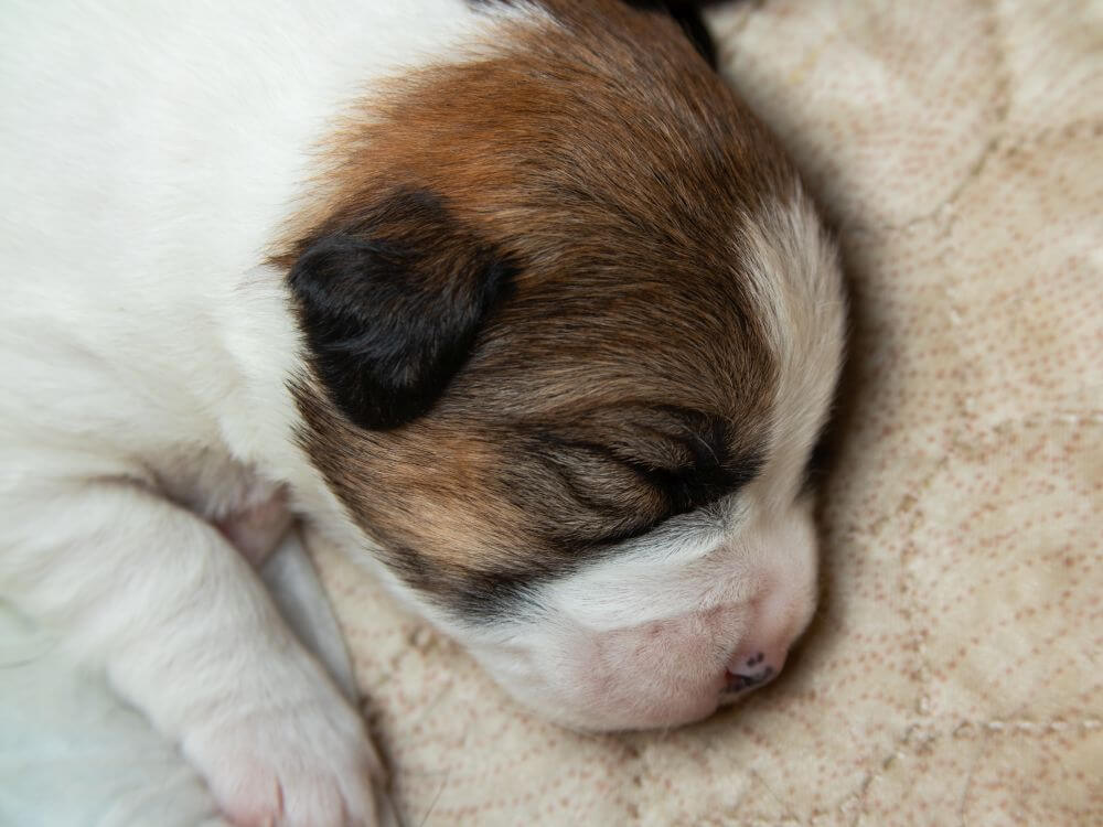 parson russell terrier szczeniaki